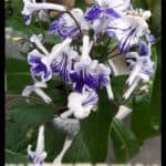 Streptocarpus