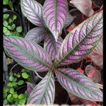 Strobilanthes