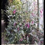 Strobilanthes coloratus