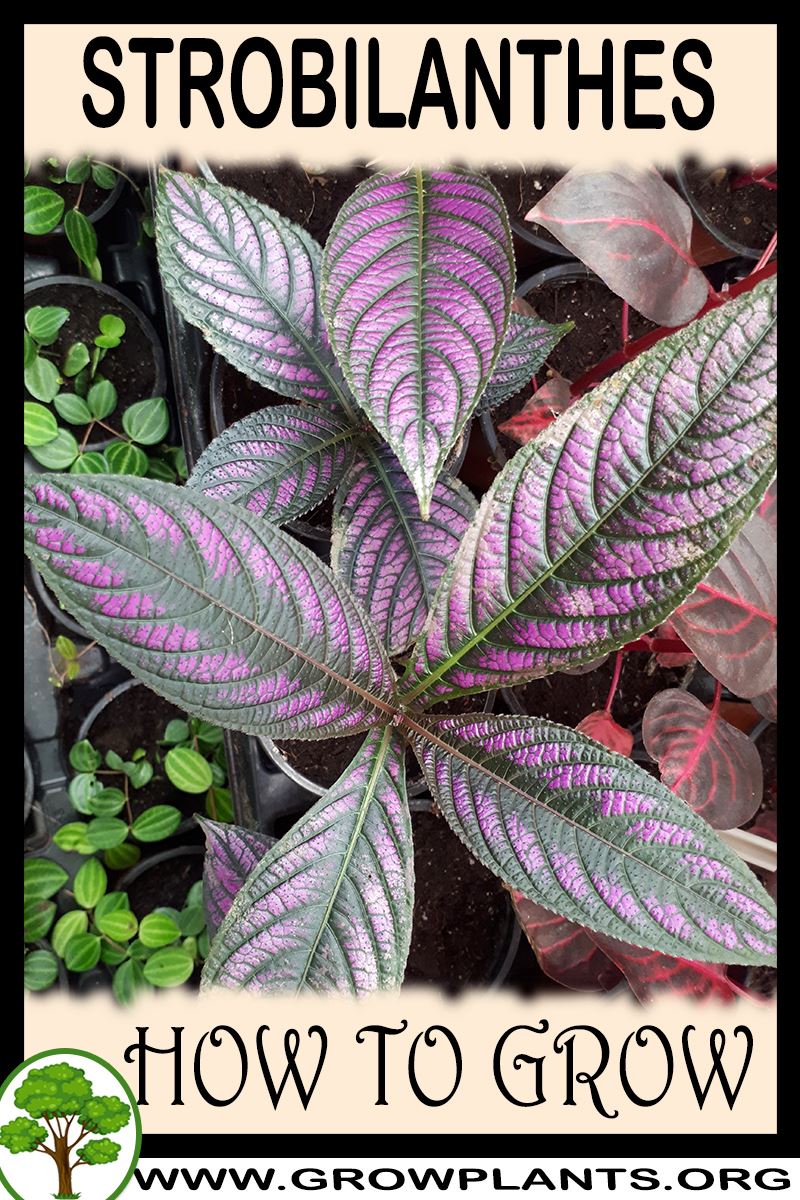 How to grow Strobilanthes