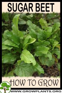How to grow Sugar beet