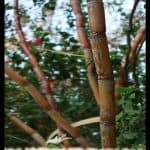 Sugarcane