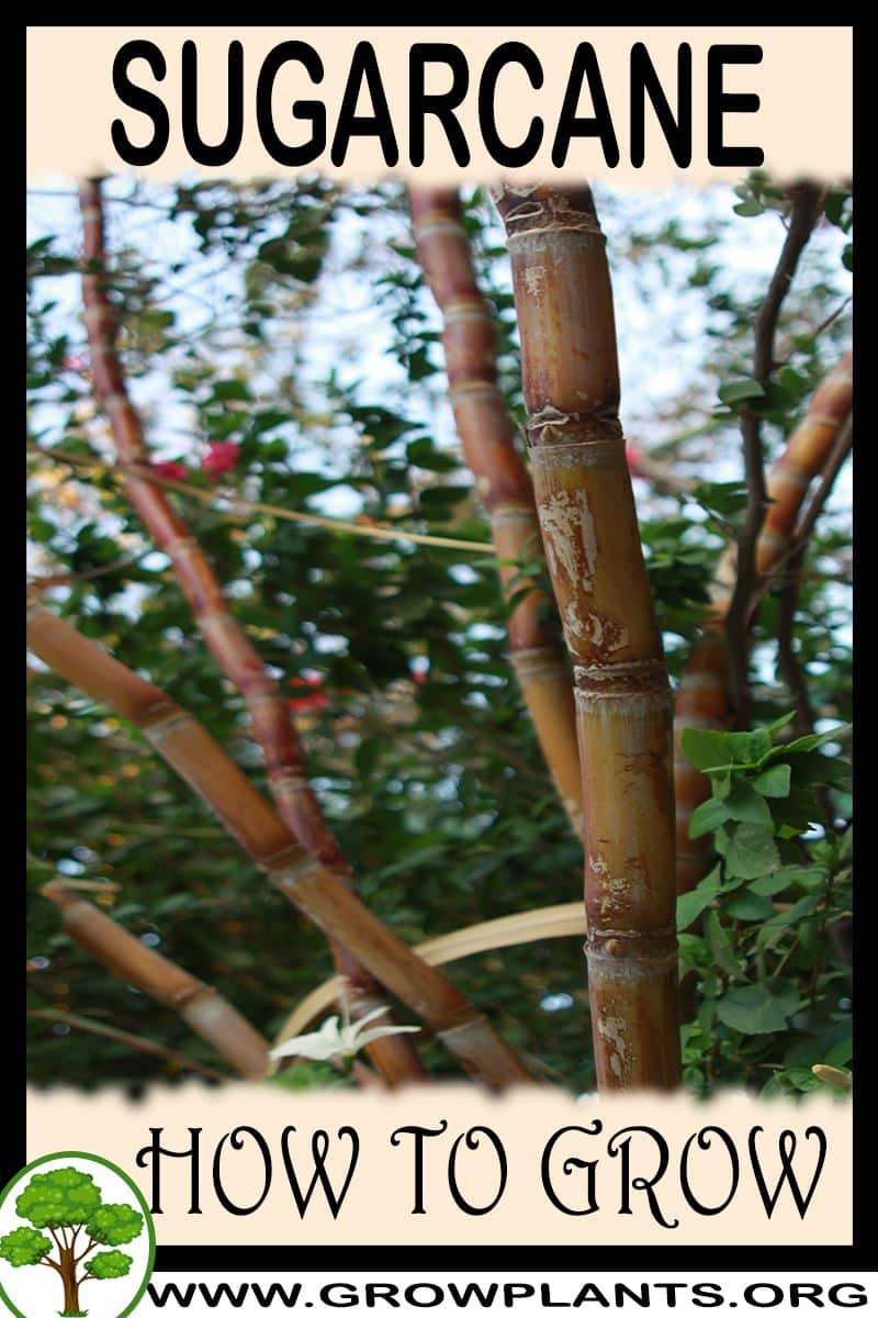 How to grow Sugarcane