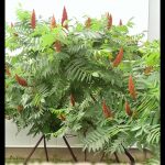 Sumac tree