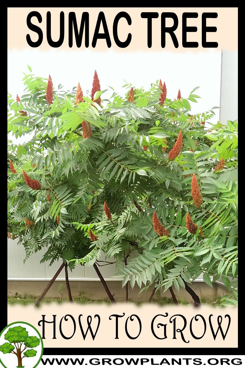 How to grow Sumac tree