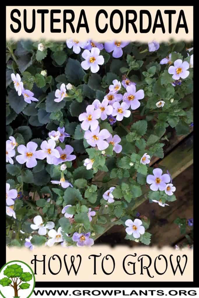 Sutera cordata
