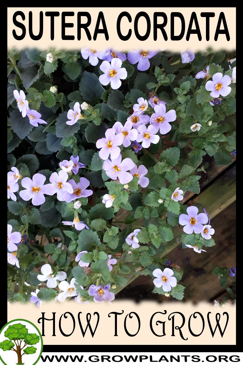 How to grow Sutera cordata