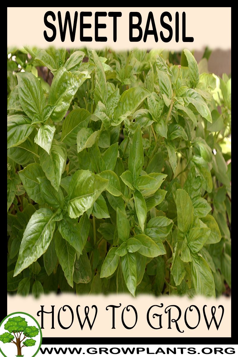Sweet basil How to grow & care