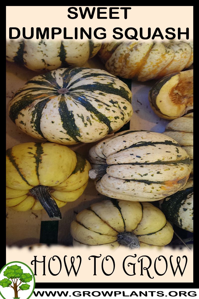 How to grow Sweet dumpling squash