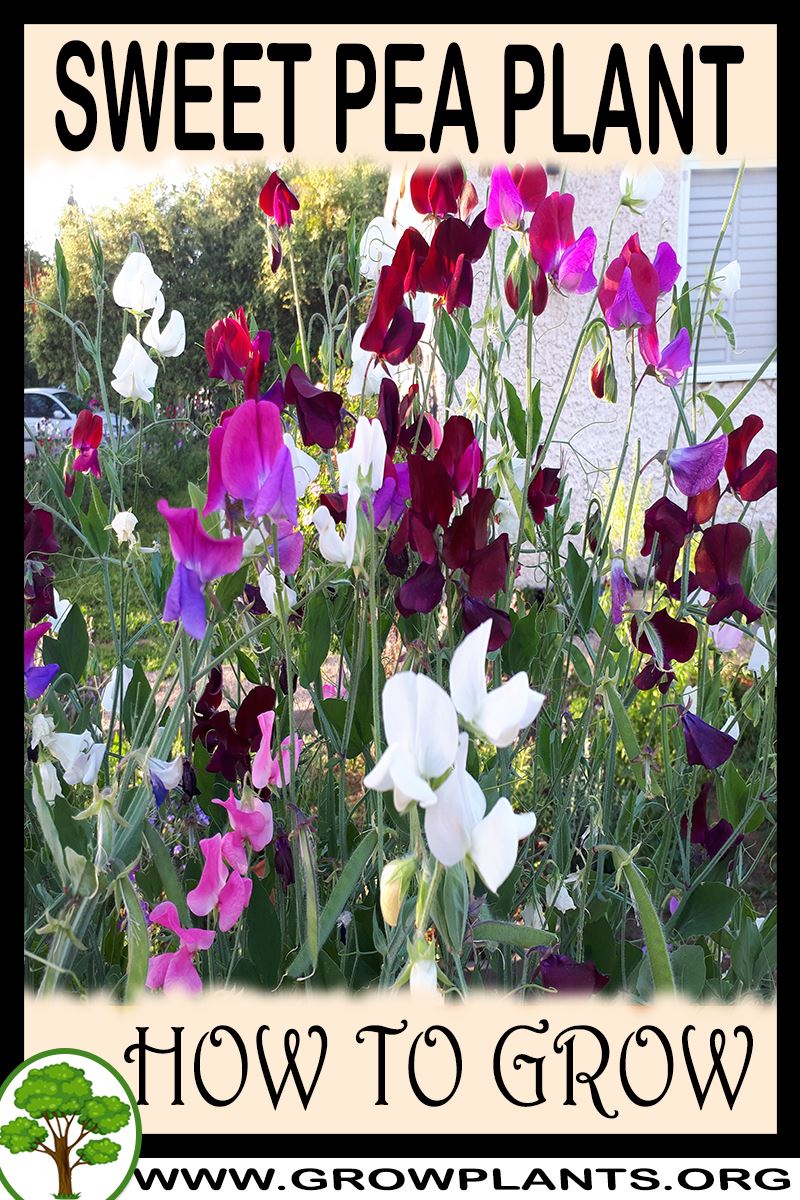 How to grow Sweet pea