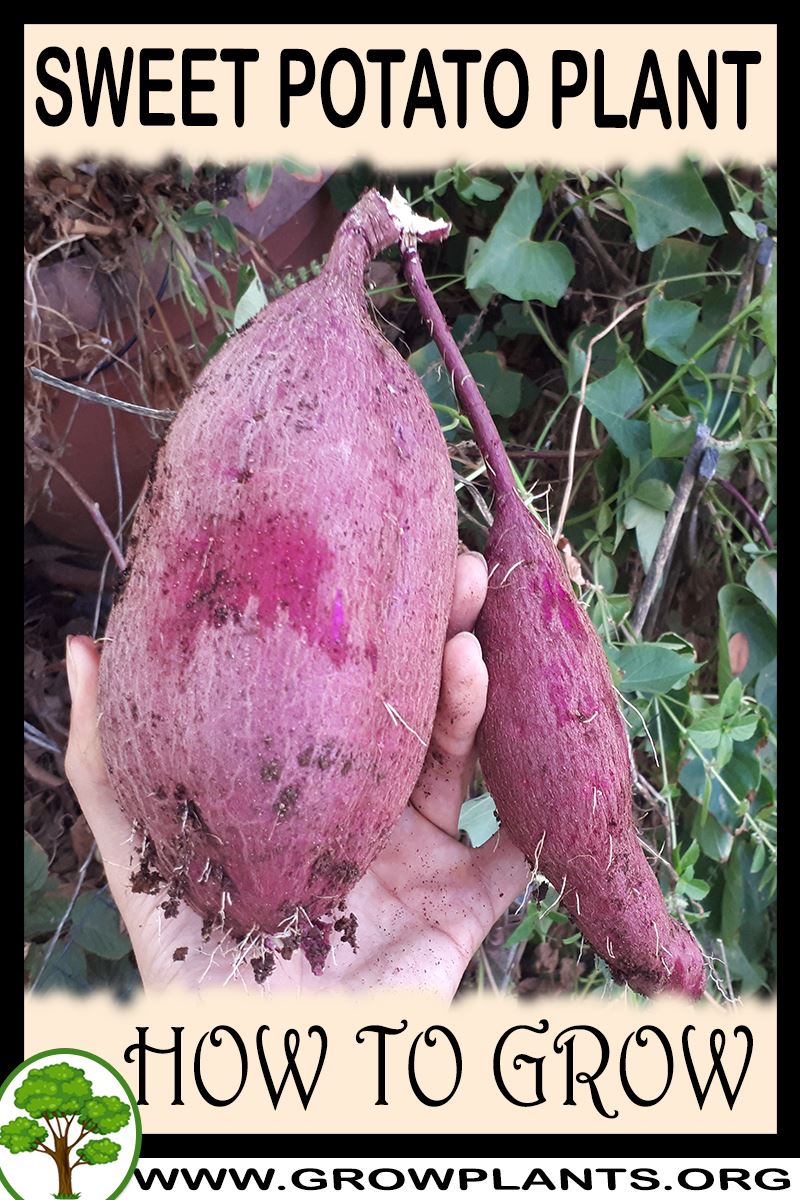 Sweet potato How to grow & care