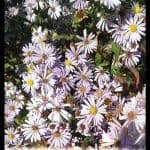 Symphyotrichum