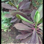 Synadenium grantii