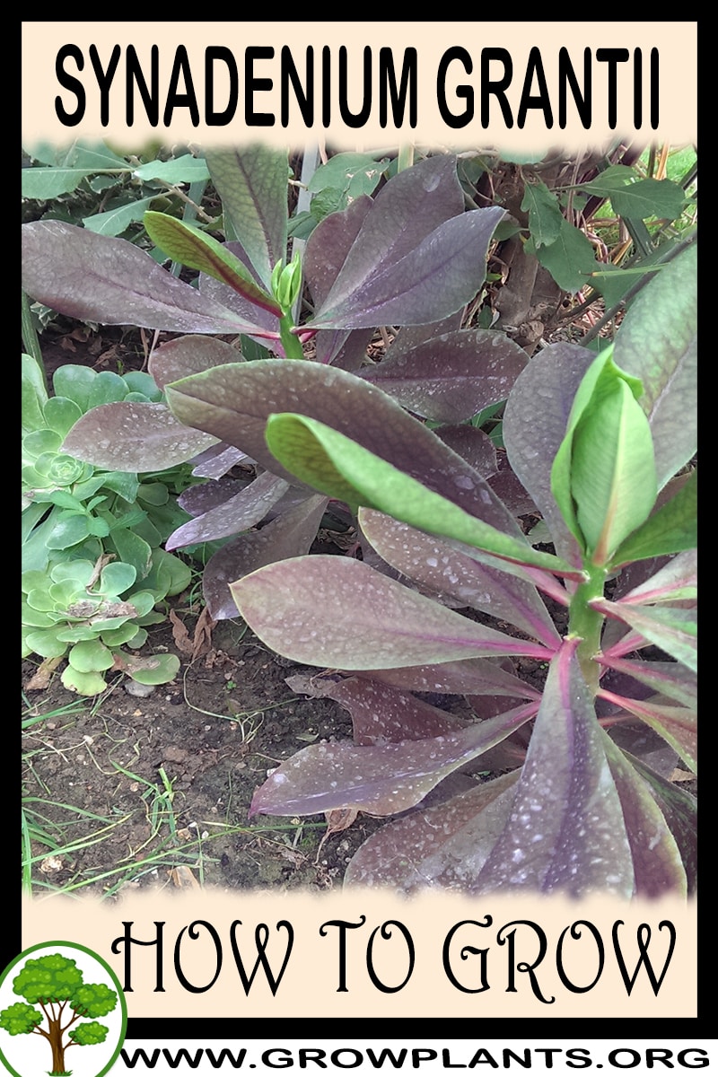How to grow Synadenium grantii