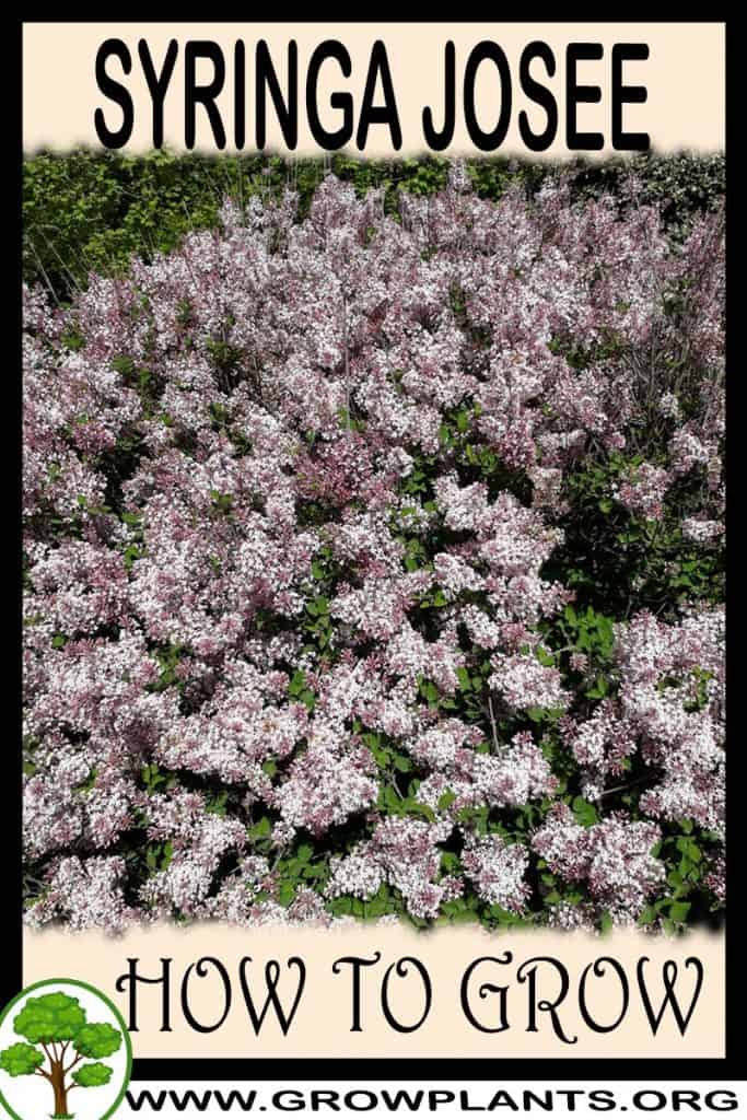 Syringa josee