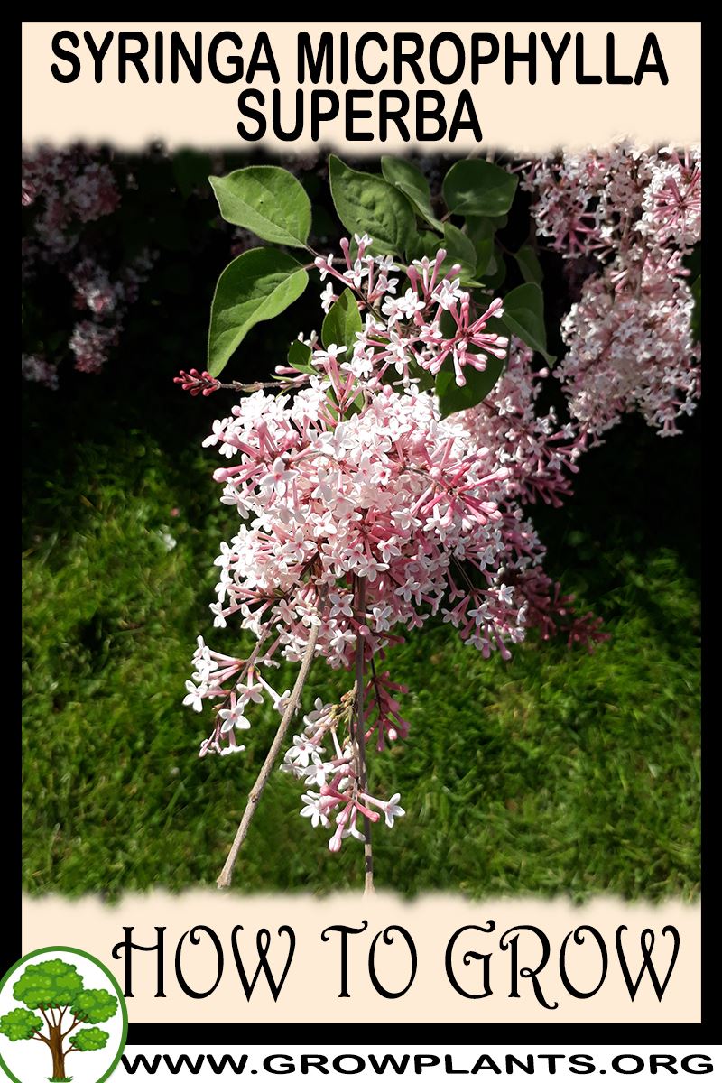 How to grow Syringa microphylla Superba