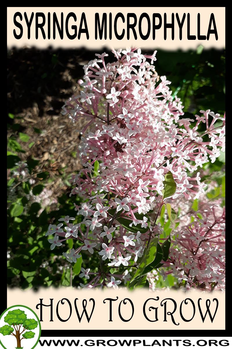 How to grow Syringa microphylla