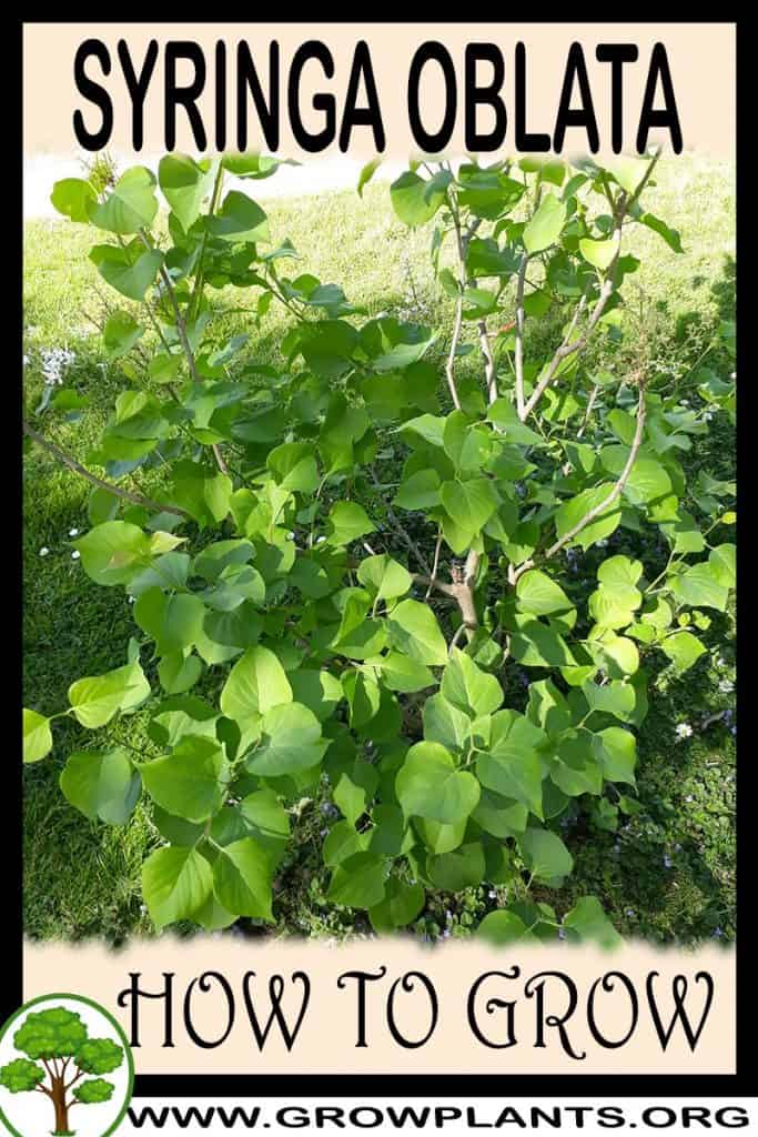 Syringa oblata