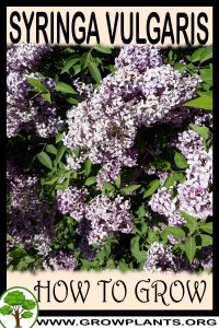 How to grow Syringa vulgaris