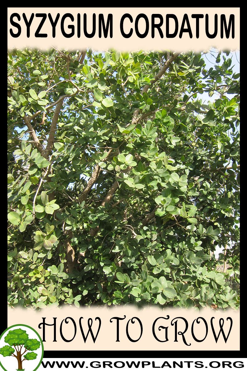 How to grow Syzygium cordatum