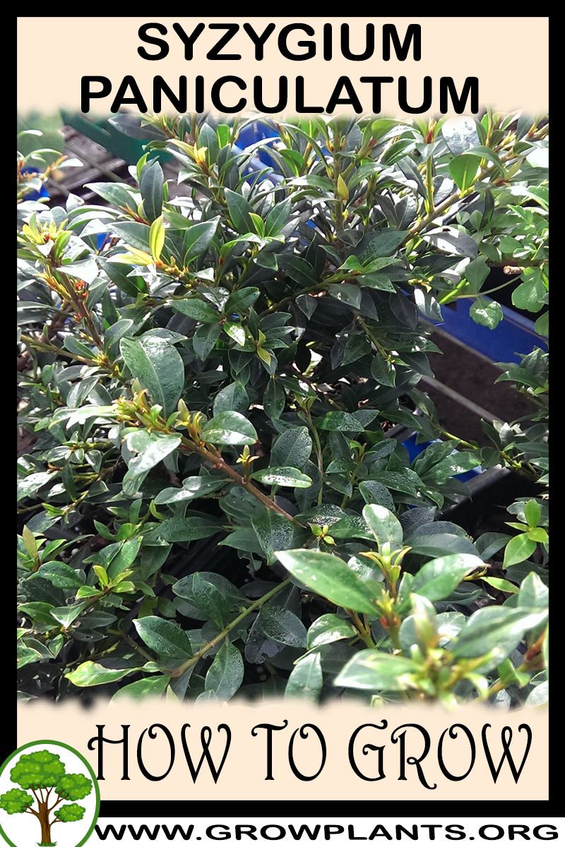 How to grow Syzygium paniculatum