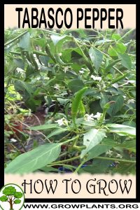 How to grow Tabasco pepper
