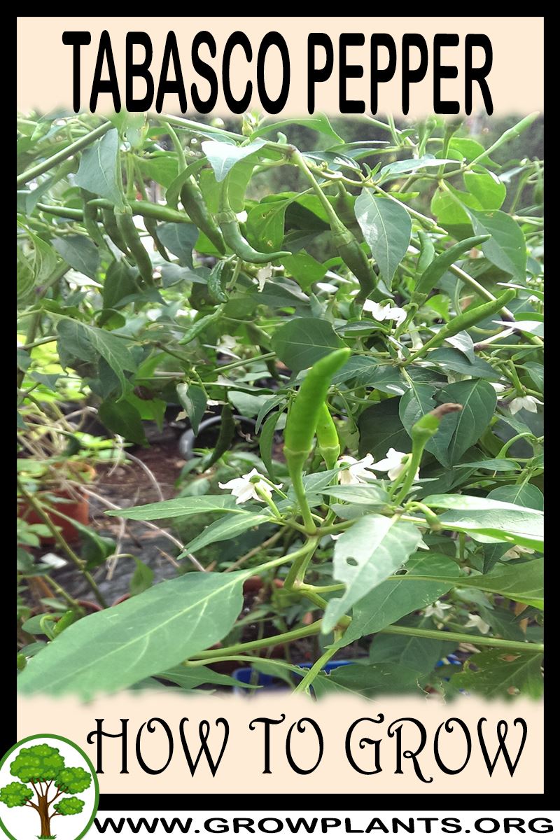 How to grow Tabasco pepper