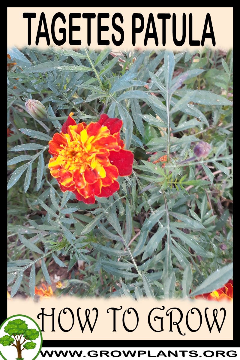 How to grow Tagetes patula