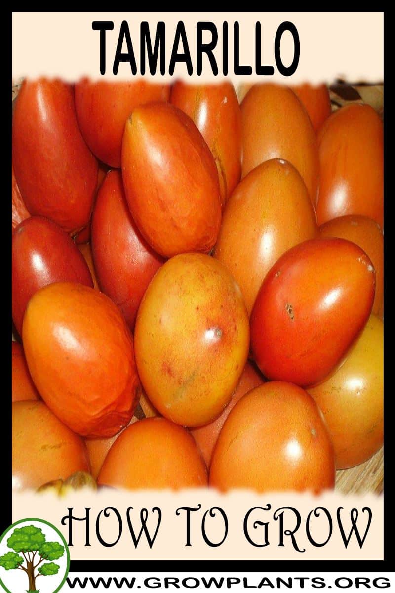How to grow Tamarillo