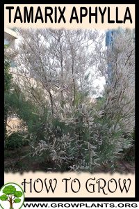 How to grow Tamarix aphylla