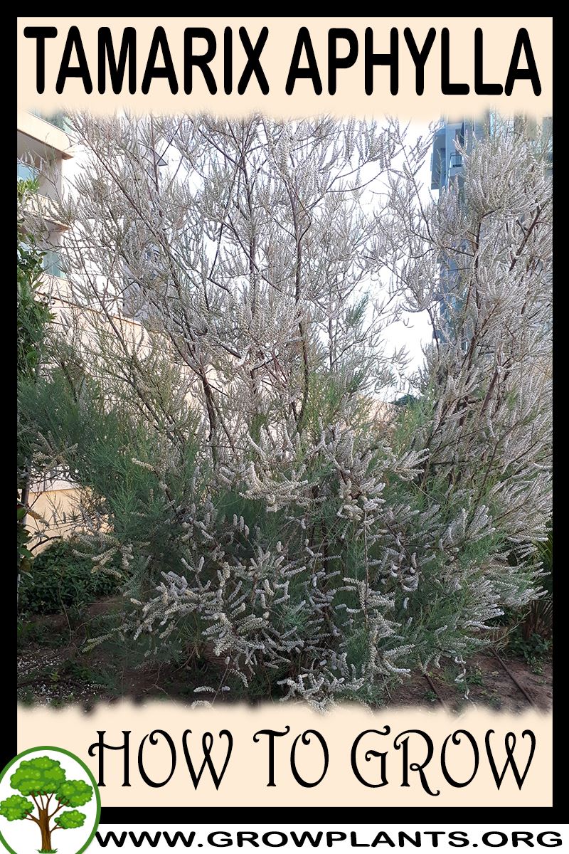 How to grow Tamarix aphylla