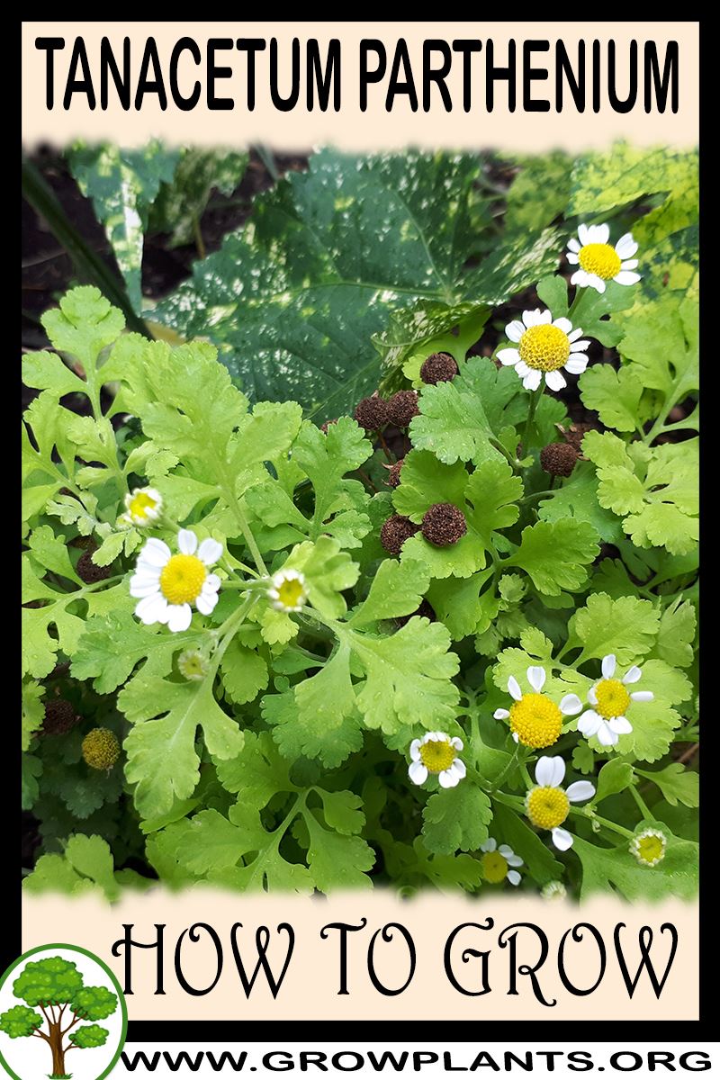 How to grow Tanacetum parthenium
