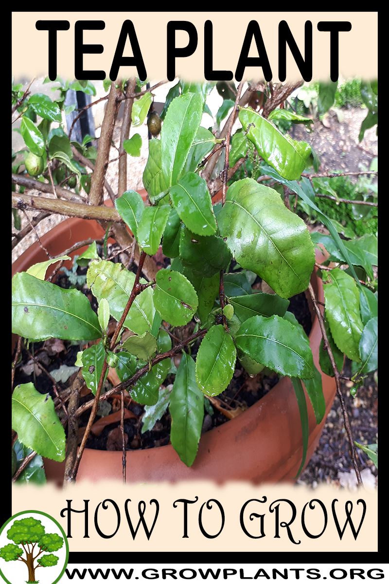 Tea plant How to grow &amp; care