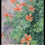Tecoma capensis