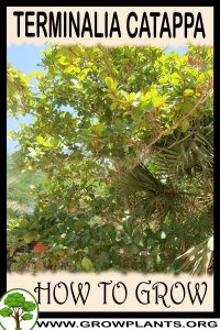 How to grow Terminalia catappa