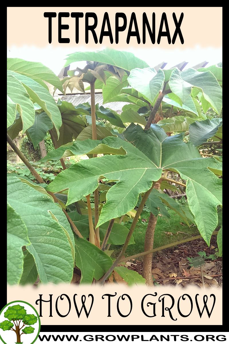 How to grow Tetrapanax