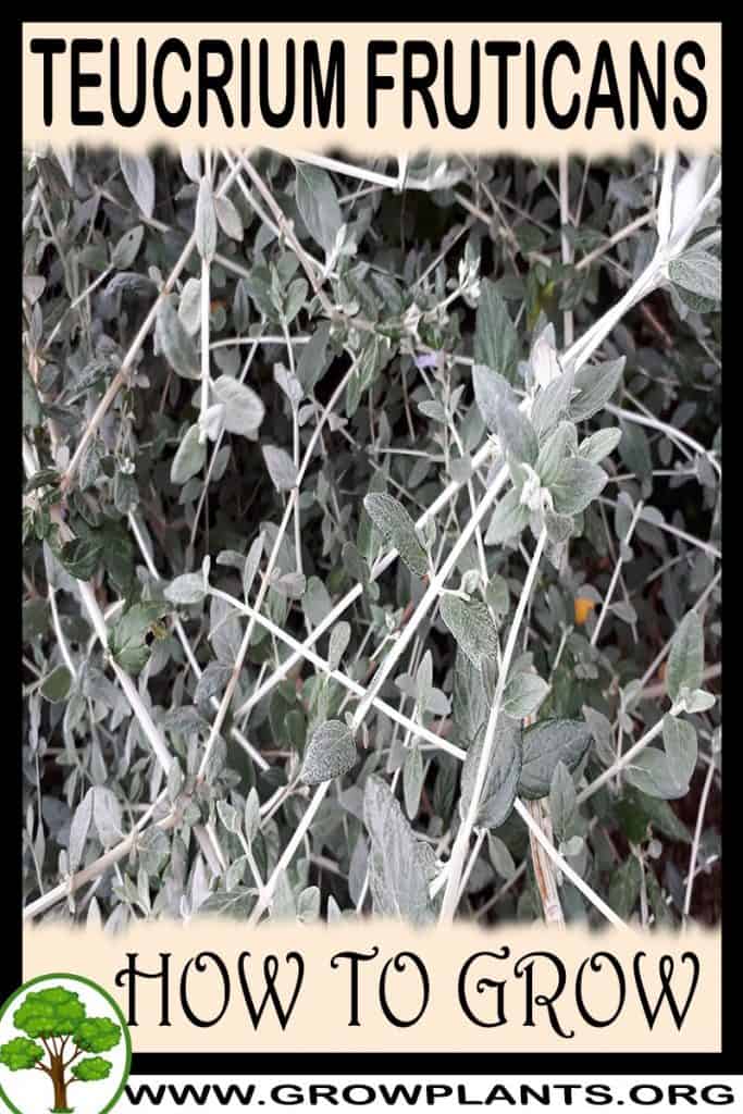 Teucrium fruticans
