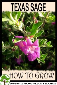 How to grow Texas sage