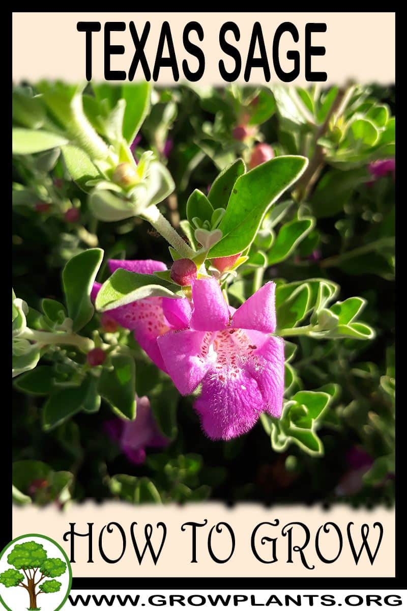 How to grow Texas sage