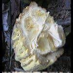 Theobroma bicolor