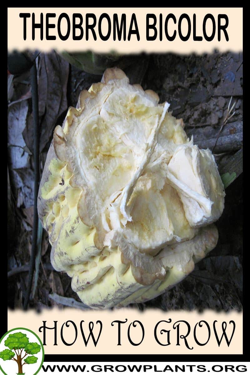 How to grow Theobroma bicolor