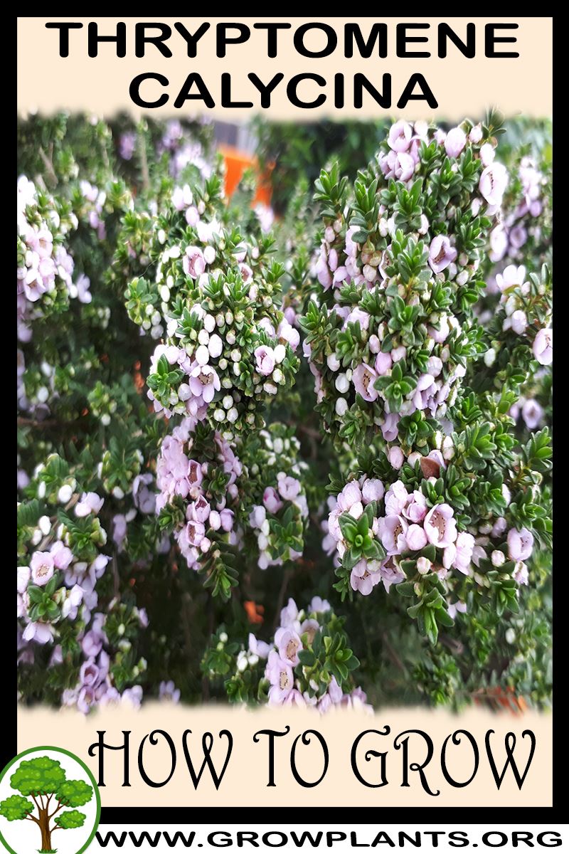 How to grow Thryptomene calycina