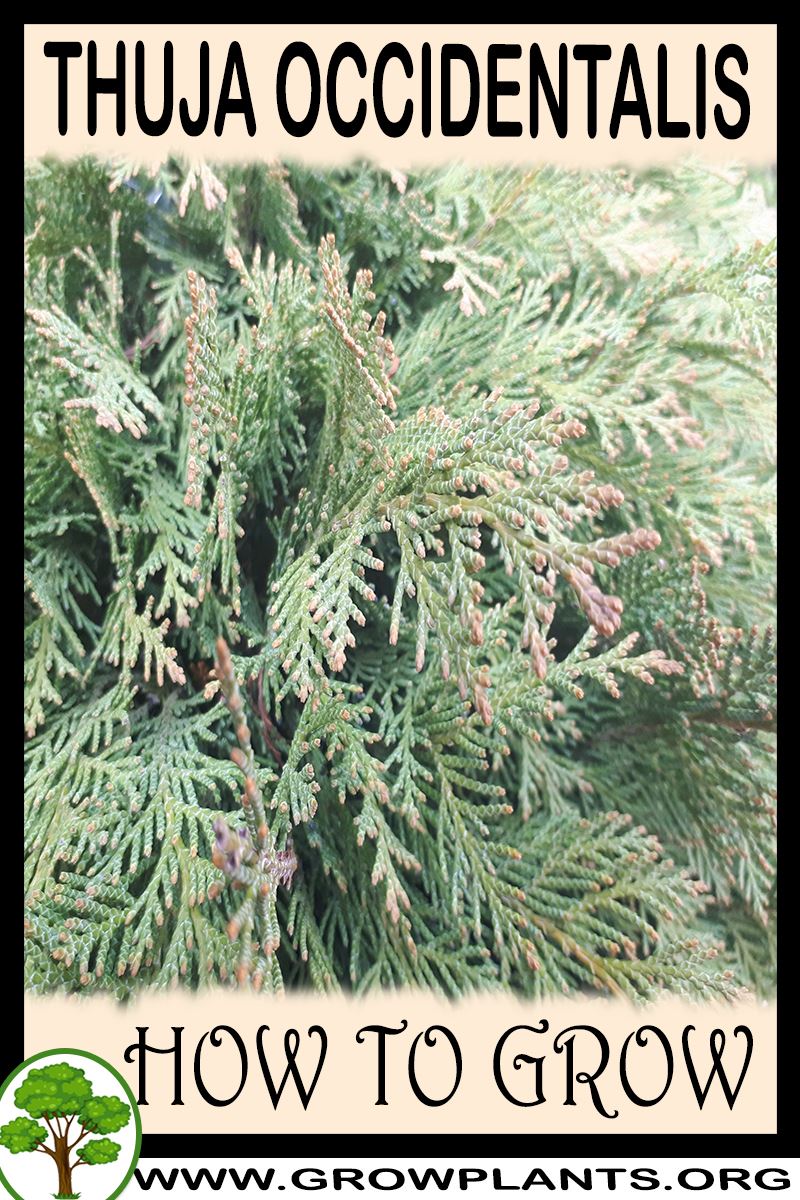 Thuja occidentalis How to grow & care