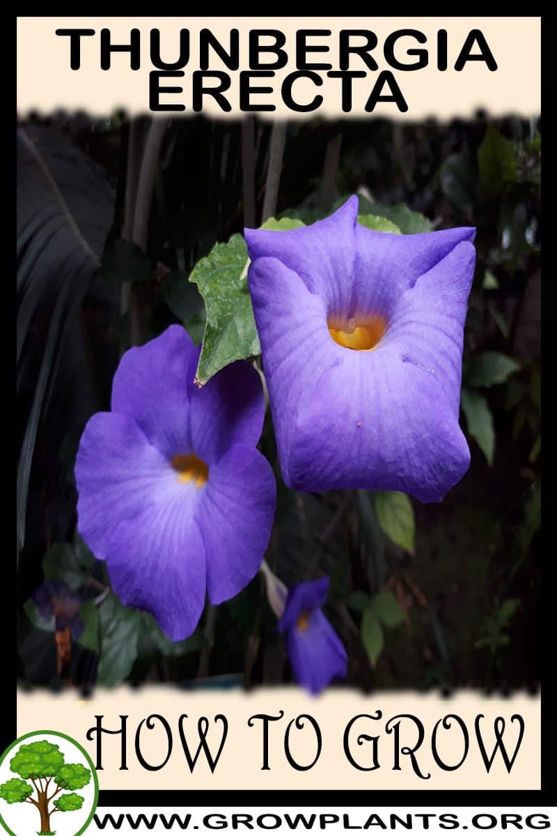 How to grow Thunbergia erecta