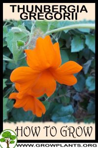 How to grow Thunbergia gregorii