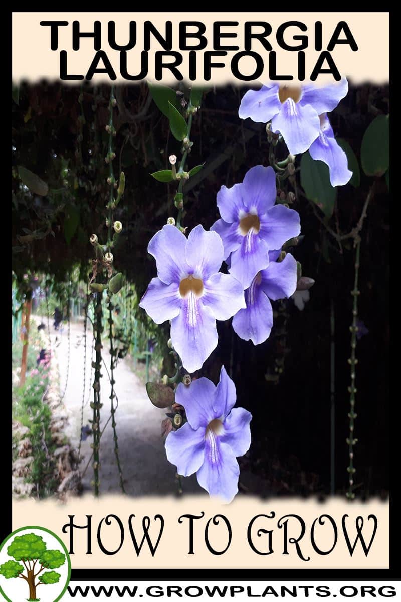How to grow Thunbergia laurifolia