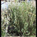 Thymus capitatus