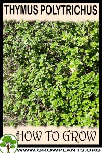 How to grow Thymus polytrichus
