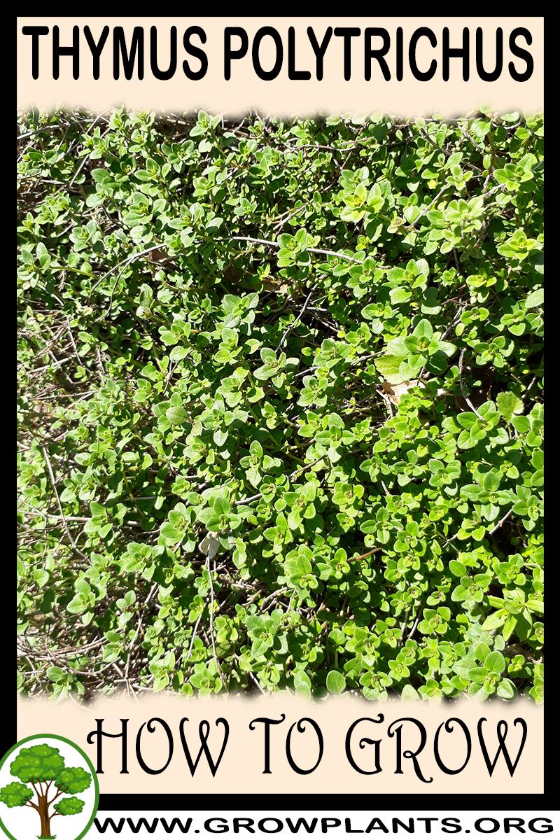 How to grow Thymus polytrichus