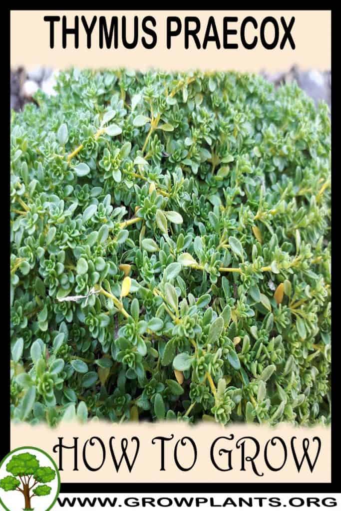 Thymus praecox